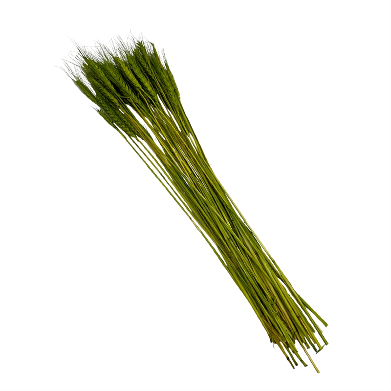 Bergamo Art Bundle of 4 Dried wheat 24
