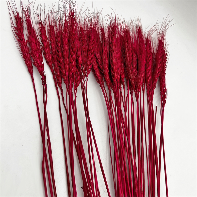 Bergamo Art Bundle of 4 Dried wheat 24