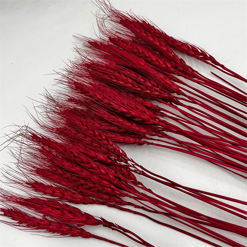 Bergamo Art Bundle of 4 Dried wheat 24