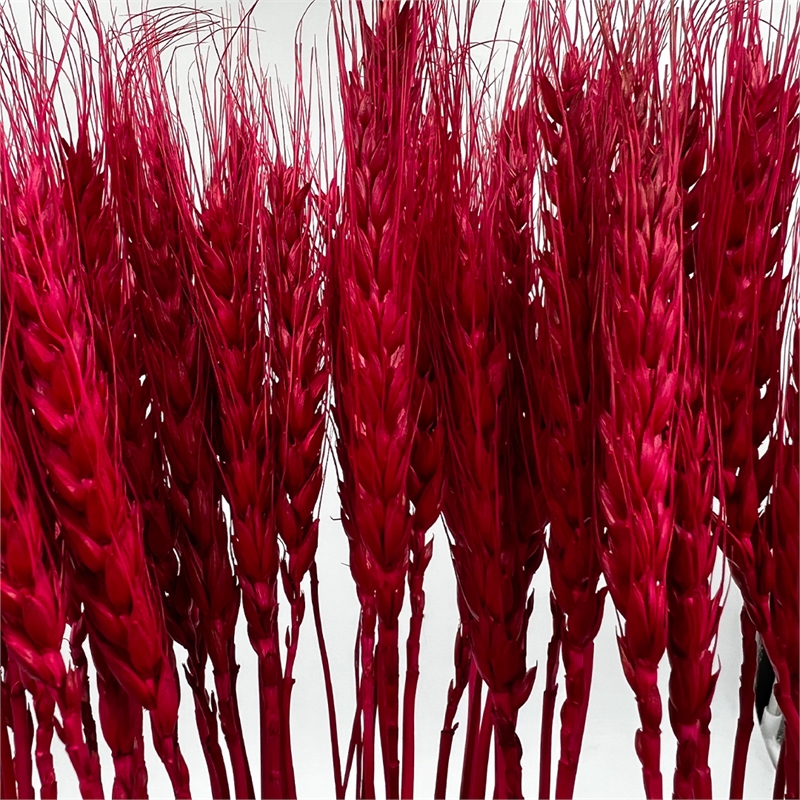 Bergamo Art Bundle of 4 Dried wheat 24