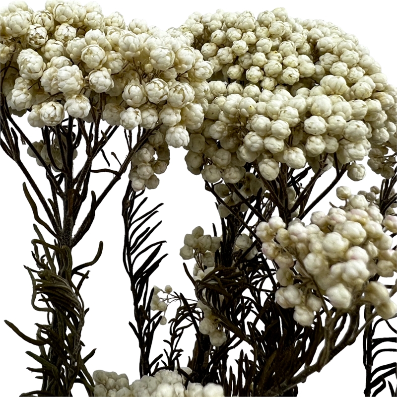 Bergamo Art Bundle of 4 Preserved Millet Rice Flower in Natural