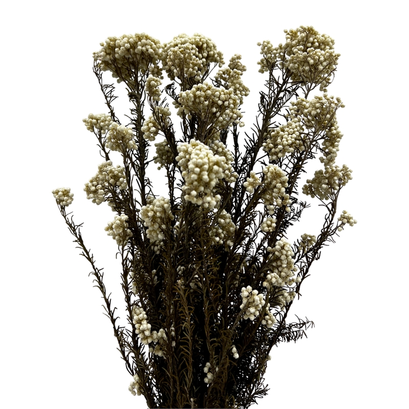 Bergamo Art Bundle of 4 Preserved Millet Rice Flower in Natural