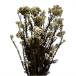 Bergamo Art Bundle of 4 Preserved Millet Rice Flower in Natural
