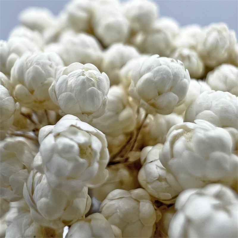 Bergamo Art Bundle of 4 Preserved Millet Rice Flower in Natural