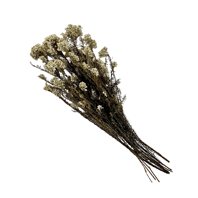 Bergamo Art Bundle of 4 Preserved Millet Rice Flower in Natural