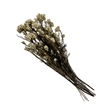 Bergamo Art Bundle of 4 Preserved Millet Rice Flower in Natural