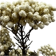 Bergamo Art Bundle of 4 Preserved Millet Rice Flower in Natural