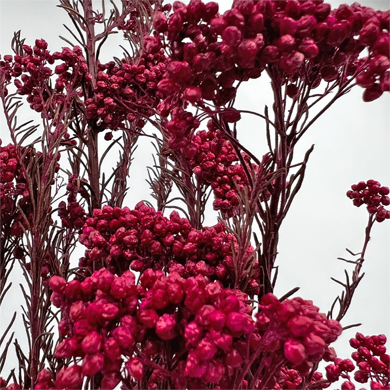 Bergamo Art Bundle of 4 Preserved Millet Rice Flower in Red