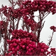 Bergamo Art Bundle of 4 Preserved Millet Rice Flower in Red