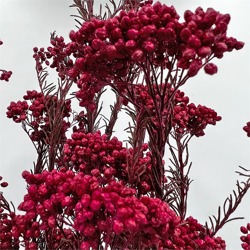 Bergamo Art Bundle of 4 Preserved Millet Rice Flower in Red