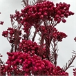 Bergamo Art Bundle of 4 Preserved Millet Rice Flower in Red
