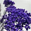 Bergamo Art Bundle of 4 Preserved Millet Rice Flower in Purple