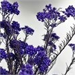 Bergamo Art Bundle of 4 Preserved Millet Rice Flower in Purple