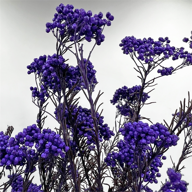 Bergamo Art Bundle of 4 Preserved Millet Rice Flower in Purple