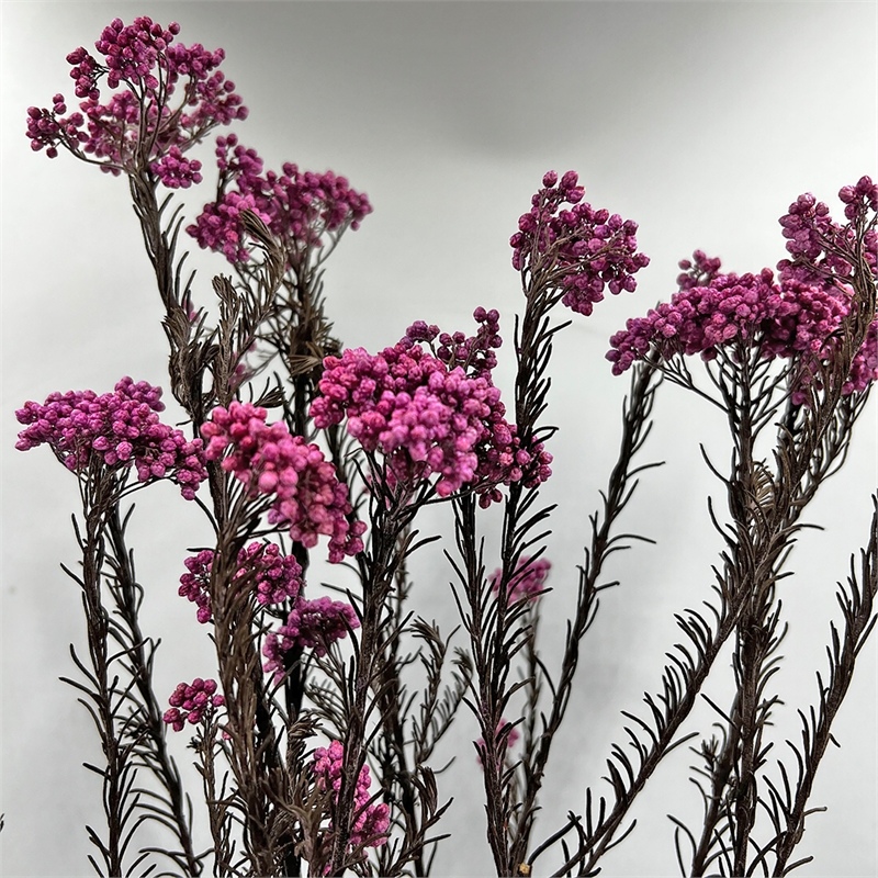 Bergamo Art Bundle of 4 Preserved Millet Rice Flower in TaroPurple