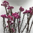 Bergamo Art Bundle of 4 Preserved Millet Rice Flower in TaroPurple