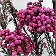 Bergamo Art Bundle of 4 Preserved Millet Rice Flower in TaroPurple