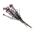 Bergamo Art Bundle of 4 Preserved Millet Rice Flower in TaroPurple