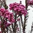 Bergamo Art Bundle of 4 Preserved Millet Rice Flower in TaroPurple
