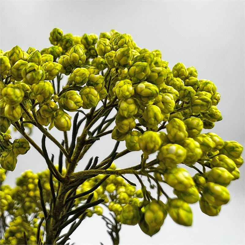 Bergamo Art Bundle of 4 Preserved Millet Rice Flower in Yellow Green