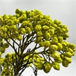 Bergamo Art Bundle of 4 Preserved Millet Rice Flower in Yellow Green