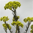 Bergamo Art Bundle of 4 Preserved Millet Rice Flower in Yellow Green