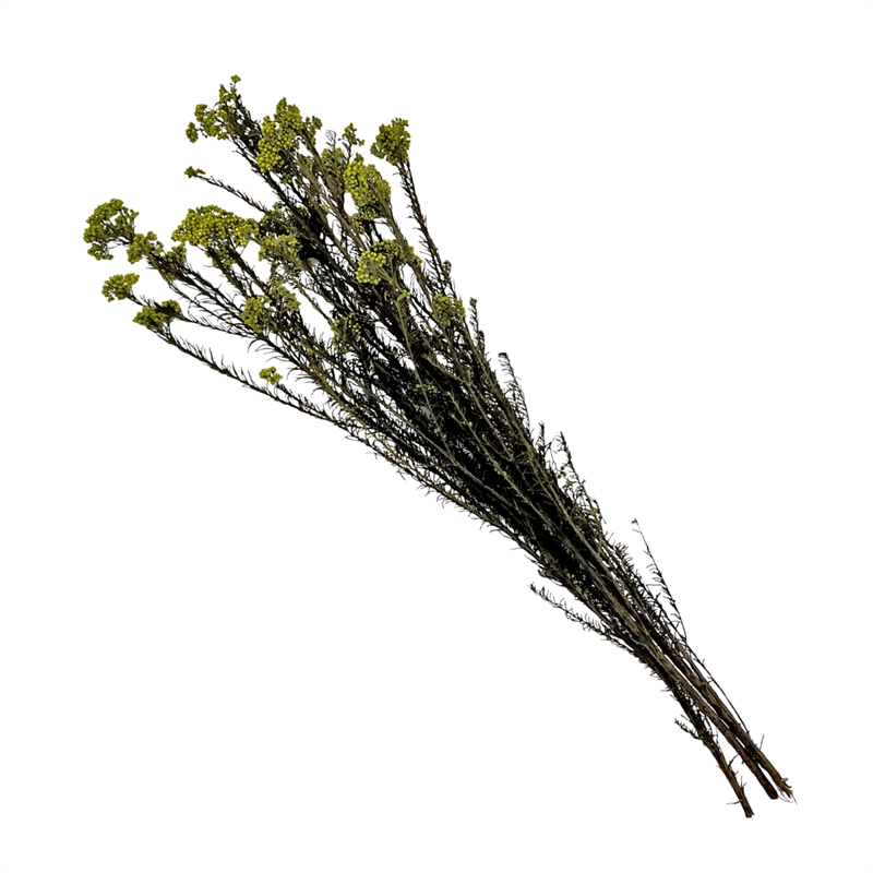 Bergamo Art Bundle of 4 Preserved Millet Rice Flower in Yellow Green