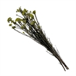 Bergamo Art Bundle of 4 Preserved Millet Rice Flower in Yellow Green