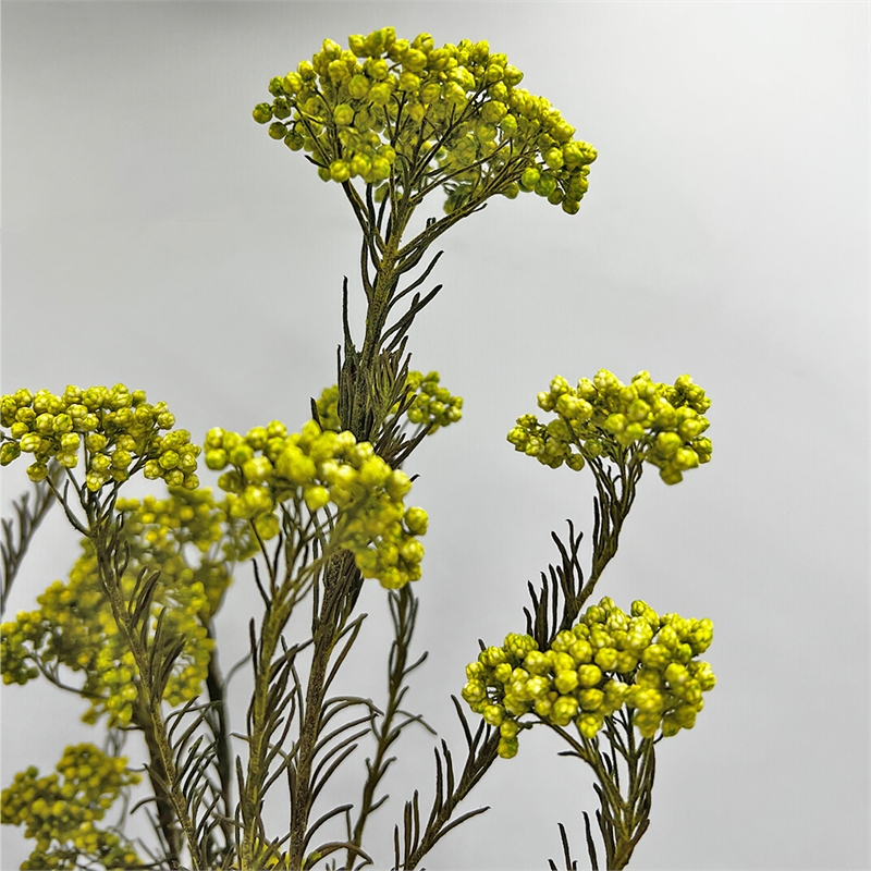 Bergamo Art Bundle of 4 Preserved Millet Rice Flower in Yellow Green