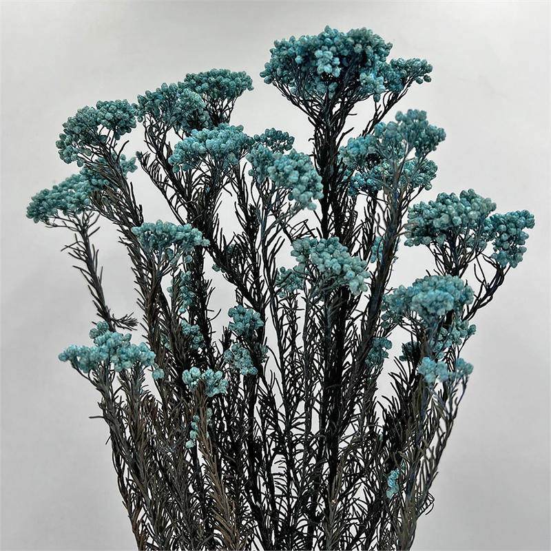 Bergamo Art Bundle of 4 Preserved Millet Rice Flower in Blue