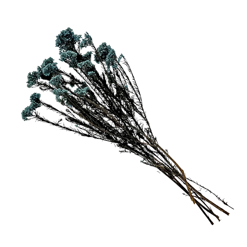 Bergamo Art Bundle of 4 Preserved Millet Rice Flower in Blue