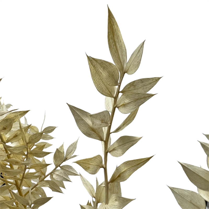 Bergamo Art Bundle of 4 Preserved Ruscus 22-24