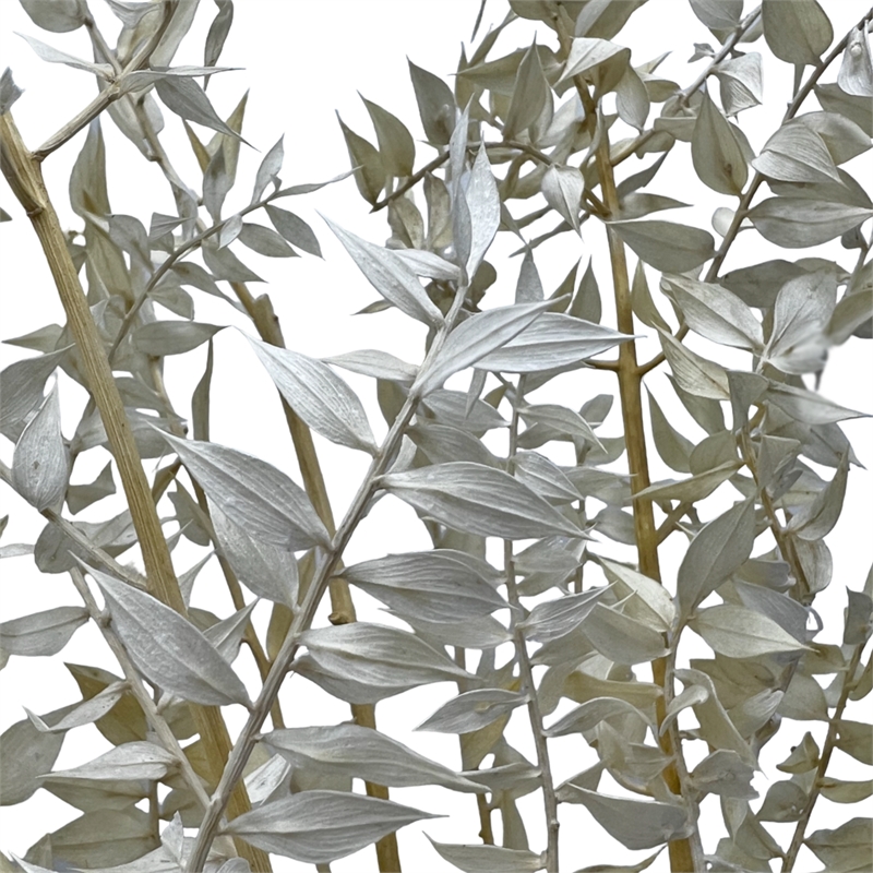 Bergamo Art Bundle of 4 Preserved Ruscus 22-24