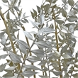 Bergamo Art Bundle of 4 Preserved Ruscus 22-24
