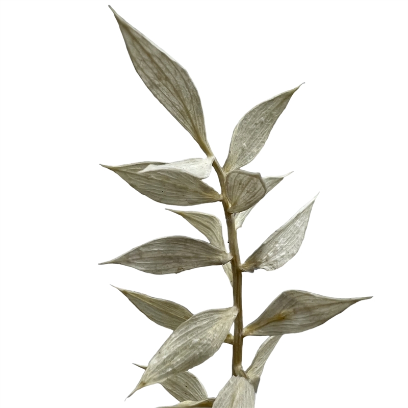 Bergamo Art Bundle of 4 Preserved Ruscus 22-24