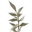 Bergamo Art Bundle of 4 Preserved Ruscus 22-24