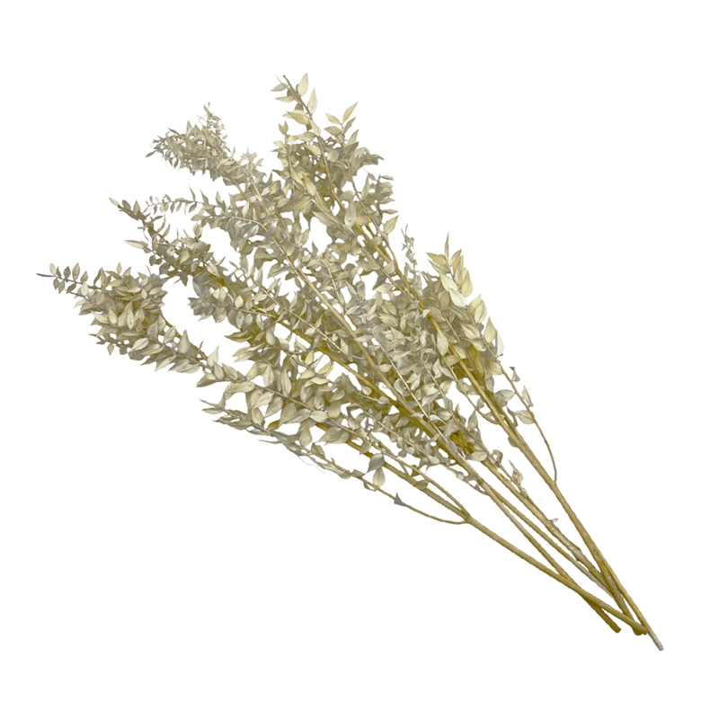 Bergamo Art Bundle of 4 Preserved Ruscus 22-24