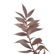Bundle of 4 Preserved Ruscus 22-24