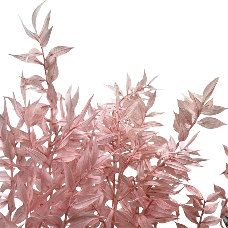 Bundle of 4 Preserved Ruscus 22-24