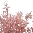 Bundle of 4 Preserved Ruscus 22-24