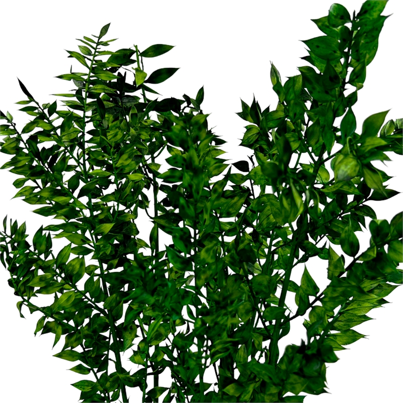 Bergamo Art Bundle of 4 Preserved Ruscus 22-24