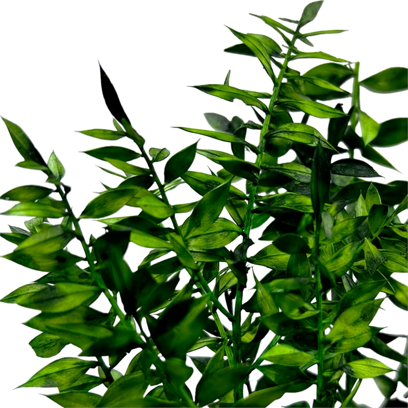 Bergamo Art Bundle of 4 Preserved Ruscus 22-24