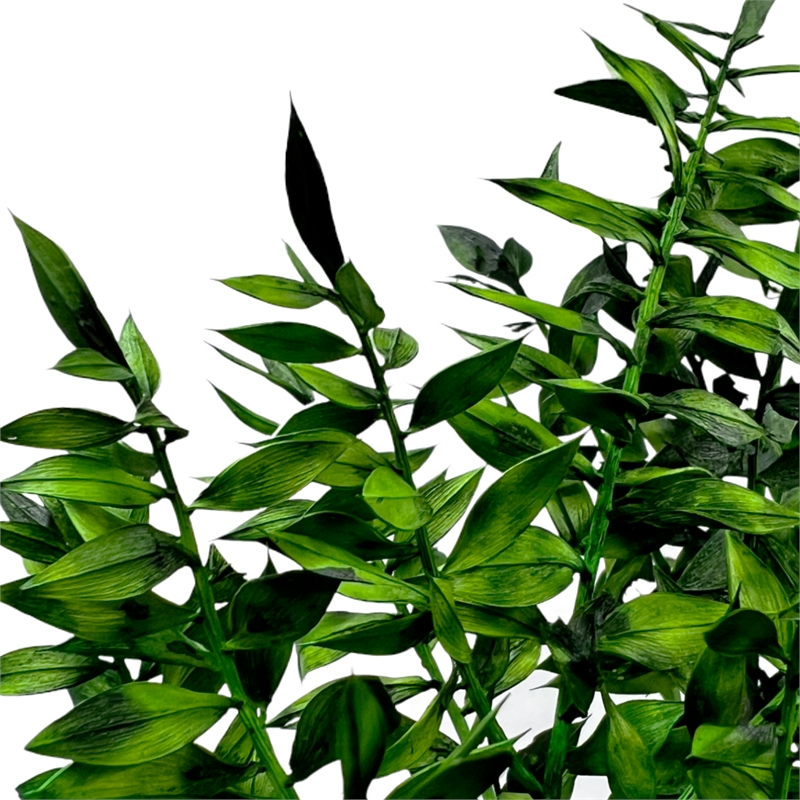Bergamo Art Bundle of 4 Preserved Ruscus 22-24