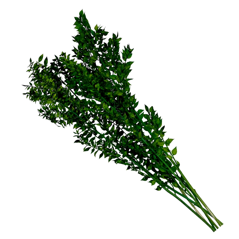 Bergamo Art Bundle of 4 Preserved Ruscus 22-24