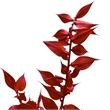 Bergamo Art Bundle of 4 Preserved Ruscus 22-24