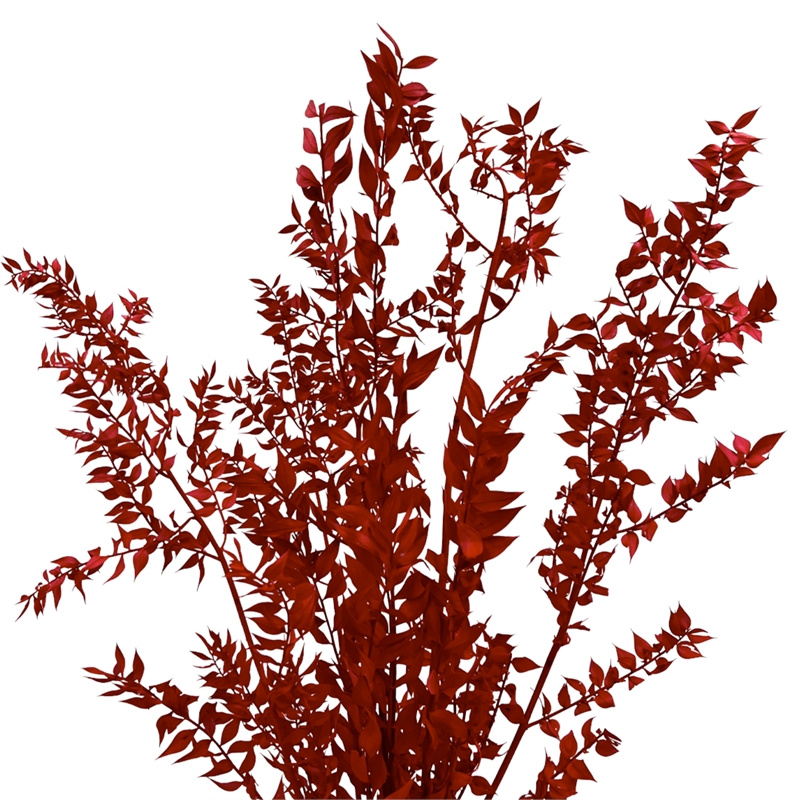 Bergamo Art Bundle of 4 Preserved Ruscus 22-24