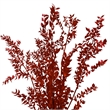 Bergamo Art Bundle of 4 Preserved Ruscus 22-24