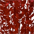 Bergamo Art Bundle of 4 Preserved Ruscus 22-24