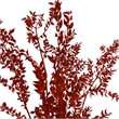 Bergamo Art Bundle of 4 Preserved Ruscus 22-24