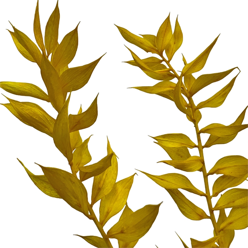 Bergamo Art Bundle of 4 Preserved Ruscus 22-24